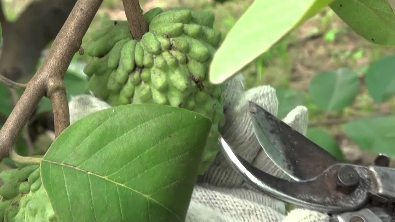 2014鳳梨釋迦專訪 一個人的釋迦樂園