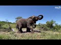 Baby Elephant Khanyisa, Waterhole Conversations with Elephant Magogos & Dung Collection