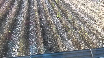 Combining soybeans