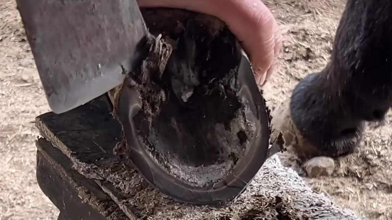 𝐇𝐨𝐨𝐟 𝐓𝐫𝐢𝐦𝐦𝐢𝐧𝐠 𝐂𝐨𝐦𝐩𝐢𝐥𝐚𝐭𝐢𝐨𝐧 YouTube