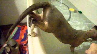 Sphynx cat gets into the bathtub by herself by Gaby 1,391,036 views 13 years ago 2 minutes, 45 seconds