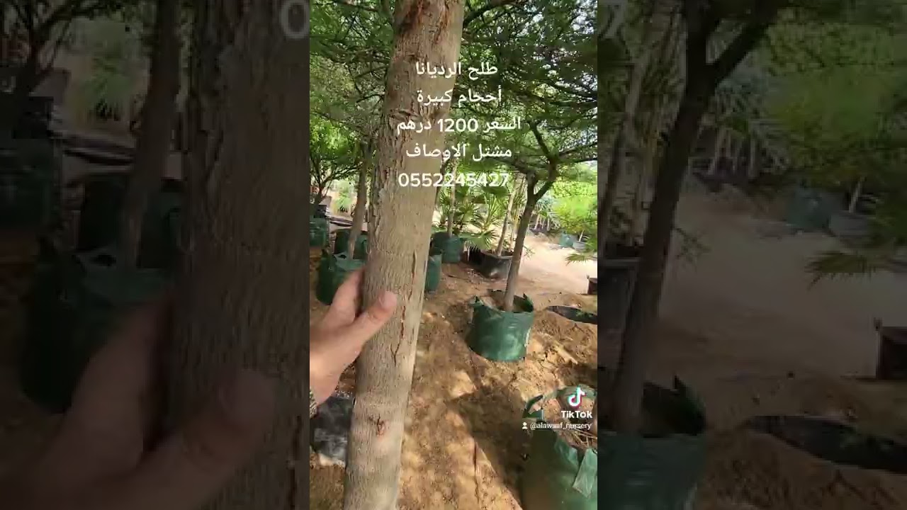 طلح الرديانا