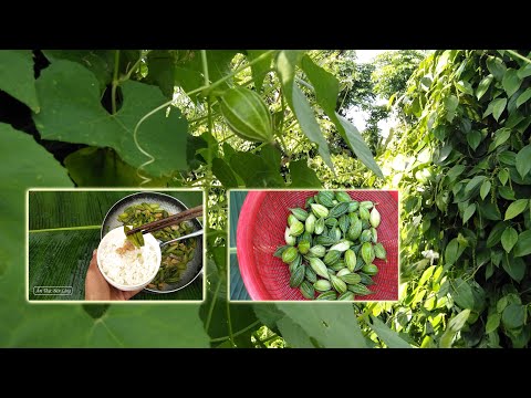 Video Đặc sản núi rừng - youtube