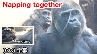 Rare! A gorilla couple napping side by side. Momotaro and GenkiMomotaro family