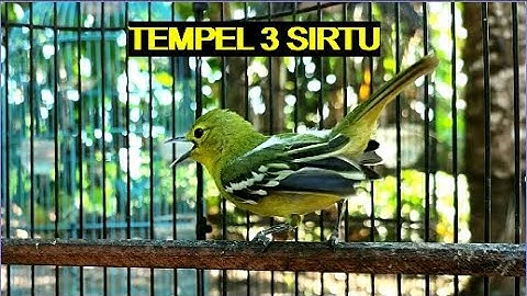 (Super Nekat) Sirtu Jantan Dan Betina Gacor || Tes Mental 3 Cipoh Saling Serang