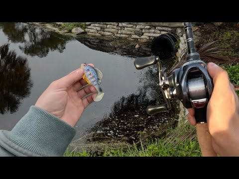 Fishing Small PONDS Loaded W/ Early Spring Bass!