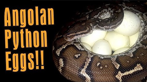 RARE ANGOLAN PYTHON EGGS!!