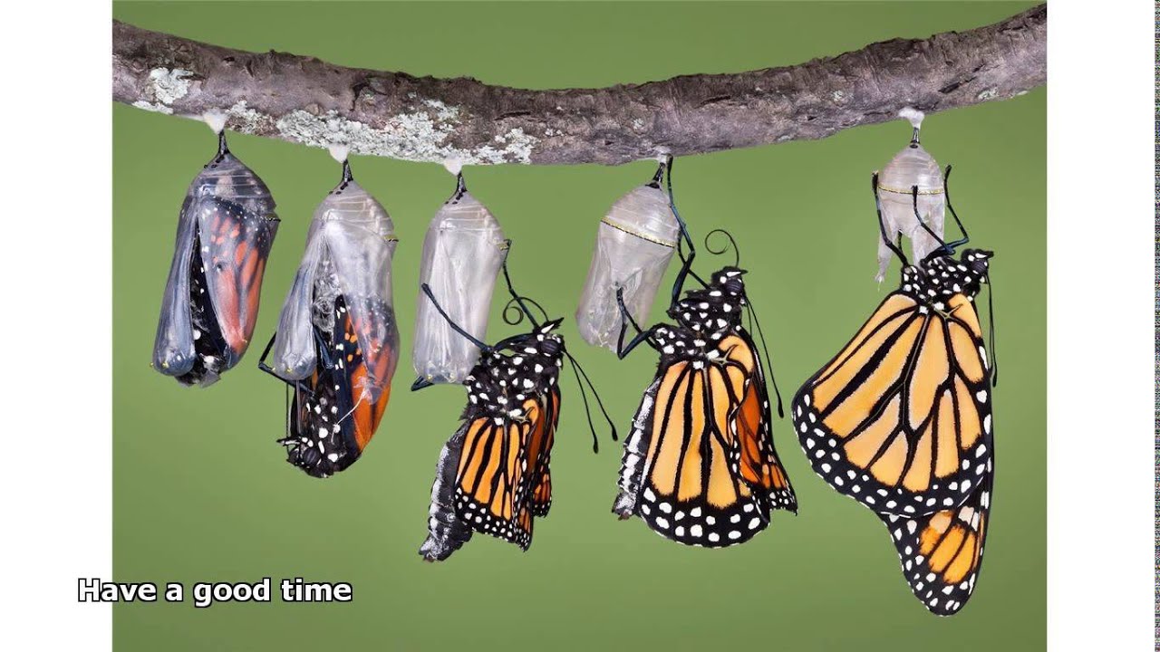 butterfly cocoon YouTube