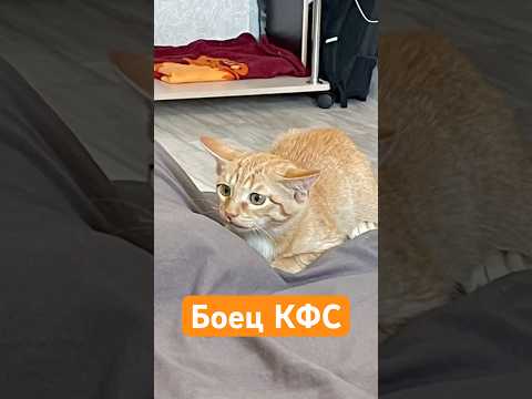 Боец КФС 👊🏼😼#кот #кошка #веселыекоты #котики #коты #кошки #рекомендации #рек #котята #котыприколы