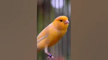 Canary Singing birds sounds at its best | Melodies Canary Bird song #bird #canary #shorts