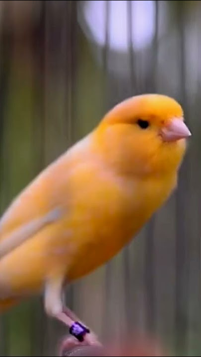 Canary Singing birds sounds at its best | Melodies Canary Bird song #bird #canary #shorts