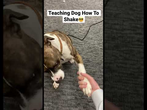 Teaching Dog How