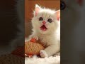 🩷Yukaina-makiba Singing kitten🩷 #cat #cutekitten #cute #tiere #sweetcat #lipsync