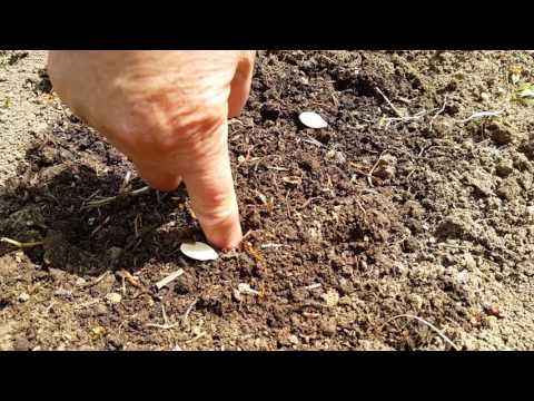 Video: Uzgoj buternut tikve: kako uzgajati biljke butternut tikve