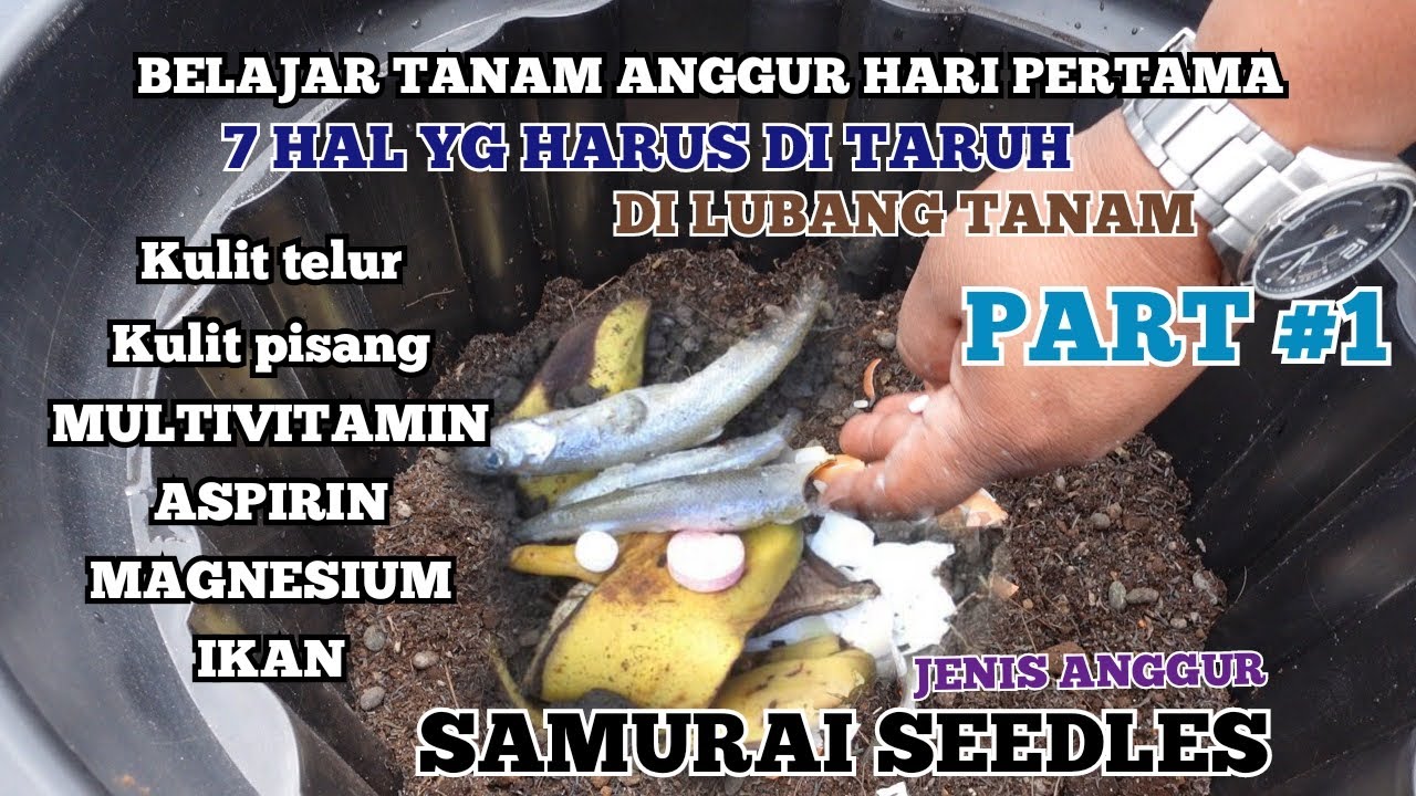 7 HAL YG HARUS DI MASUKAN DI LUBANG TANAM Part#1 ANGGUR SAMURAI