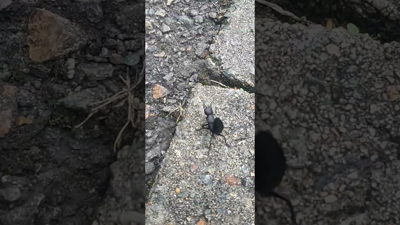 Devil's Coach Horse Beetle on a Kerb 