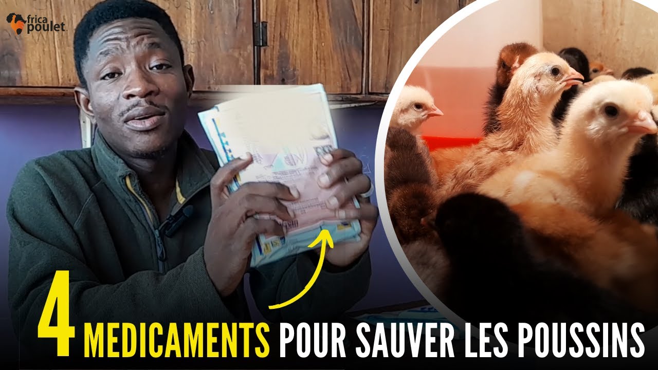 FAUT UTILISER ces 4 MEDICAMENTS pour SAUVER TES POUSSINS en 4 semaines (élevage du poulet local)