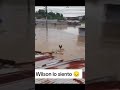 Ref:JOcQYyFC5PQ Wilson lo siento  #wilson #viral