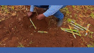 HOW TO PLANT SUPER NAPIER SUCCESSFULLY