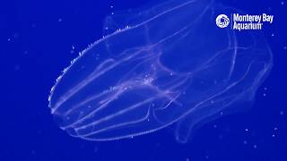 Lobed Comb Jellies and Sea Gooseberries