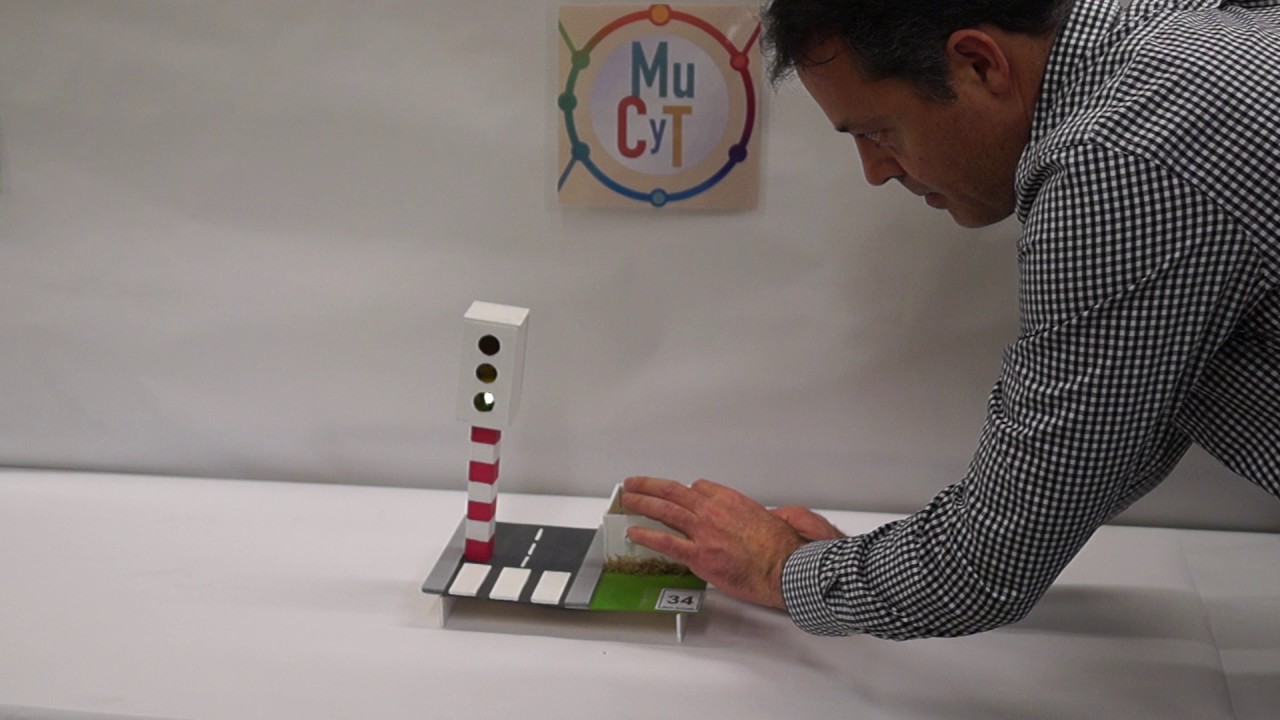 34 SEMÁFORO CON BOTE PROGRAMADOR