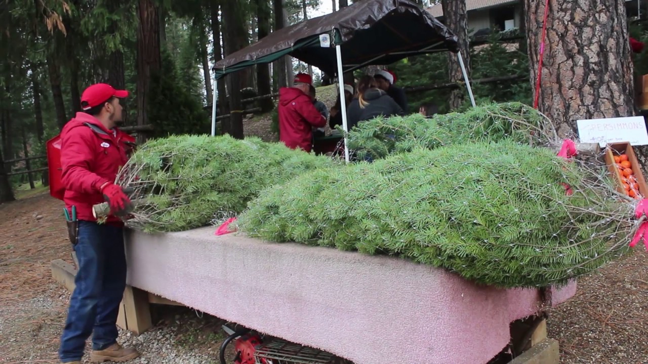 Business booming at Christmas tree farm - YouTube