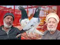Ustad mian iftikhar sab ki chat se breeder pigeons