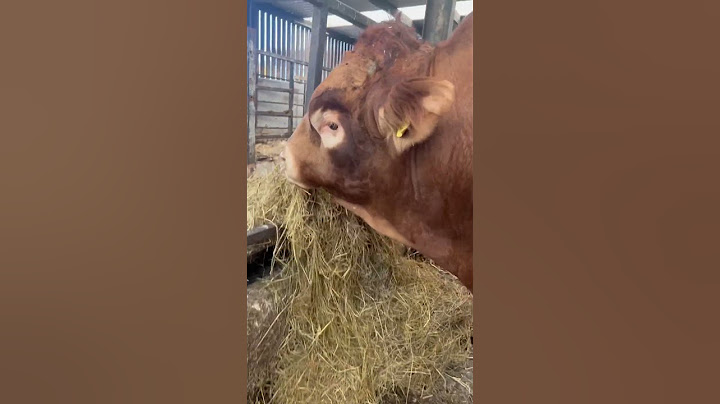 Banteng Limousin mendengus #limousinbull #bigfella