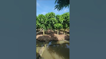 Xoài cát hòa lộc #0986289491 #gocculao