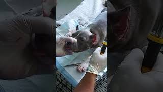 EAR CROPPING NI LAZY BOY (5.6 KILO)