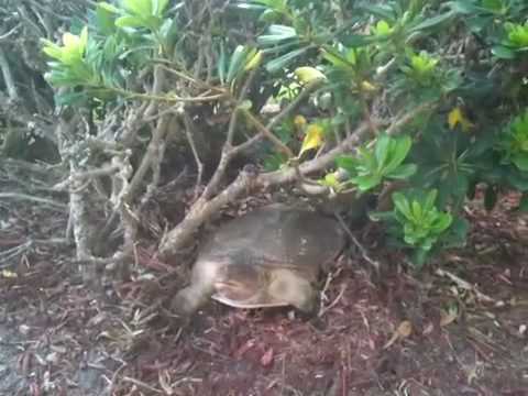 Video: Sådan Identificeres En Kvindeskildpadde