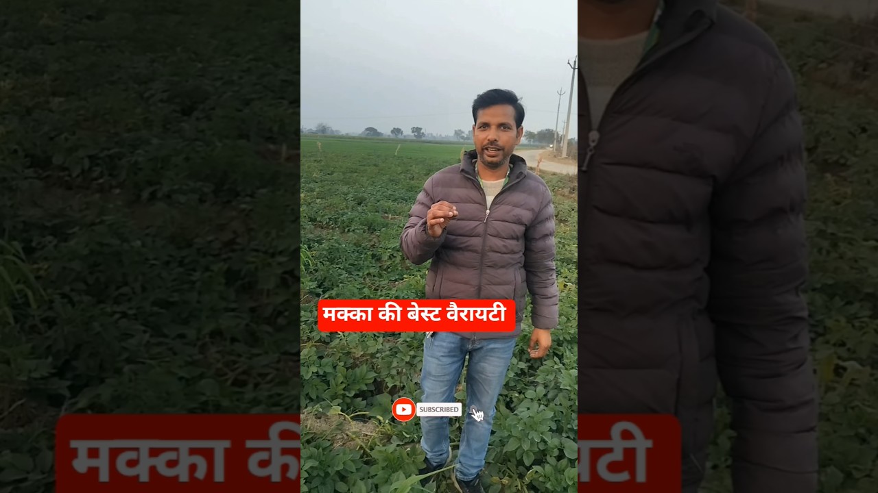 मक्का की बेस्ट वैरायटी 