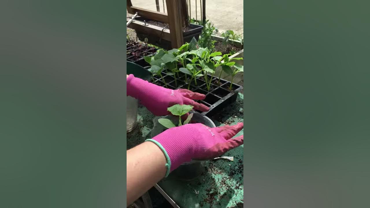 Potting On Cucumber Plants YouTube