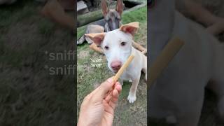 Taste test on BeFoo Dental Protein Chews #dogtreats #dogprotein #doglovers #furparents #befoo