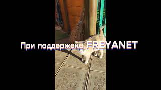 FREYANET. Выпуск от коты России