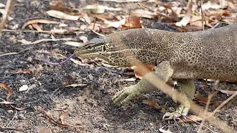 Barry Lyon Nature Showreel