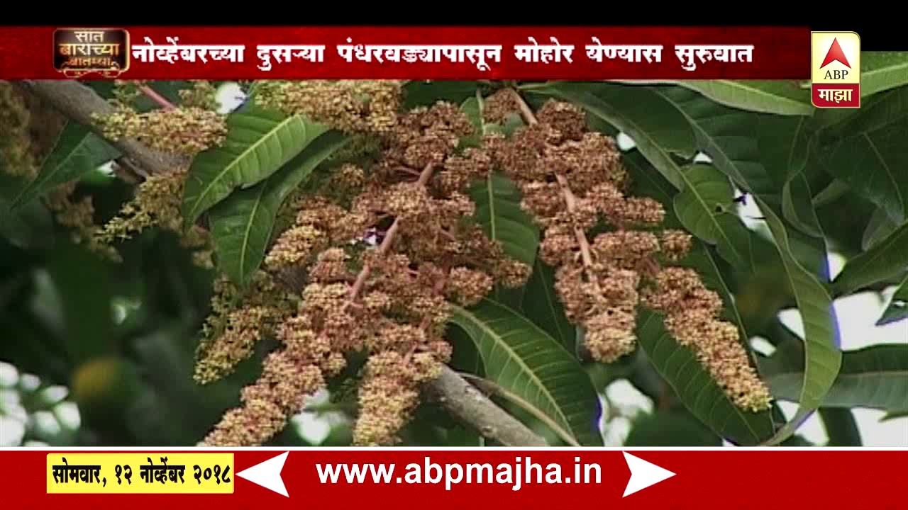 अशी घ्या आंबा मोहोराची काळजी | 712 | एबीपी माझा