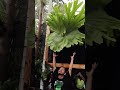 platycerium grande #plants #homedekor #garden #tanamanhiashargamurah #cafe #tanamanhias