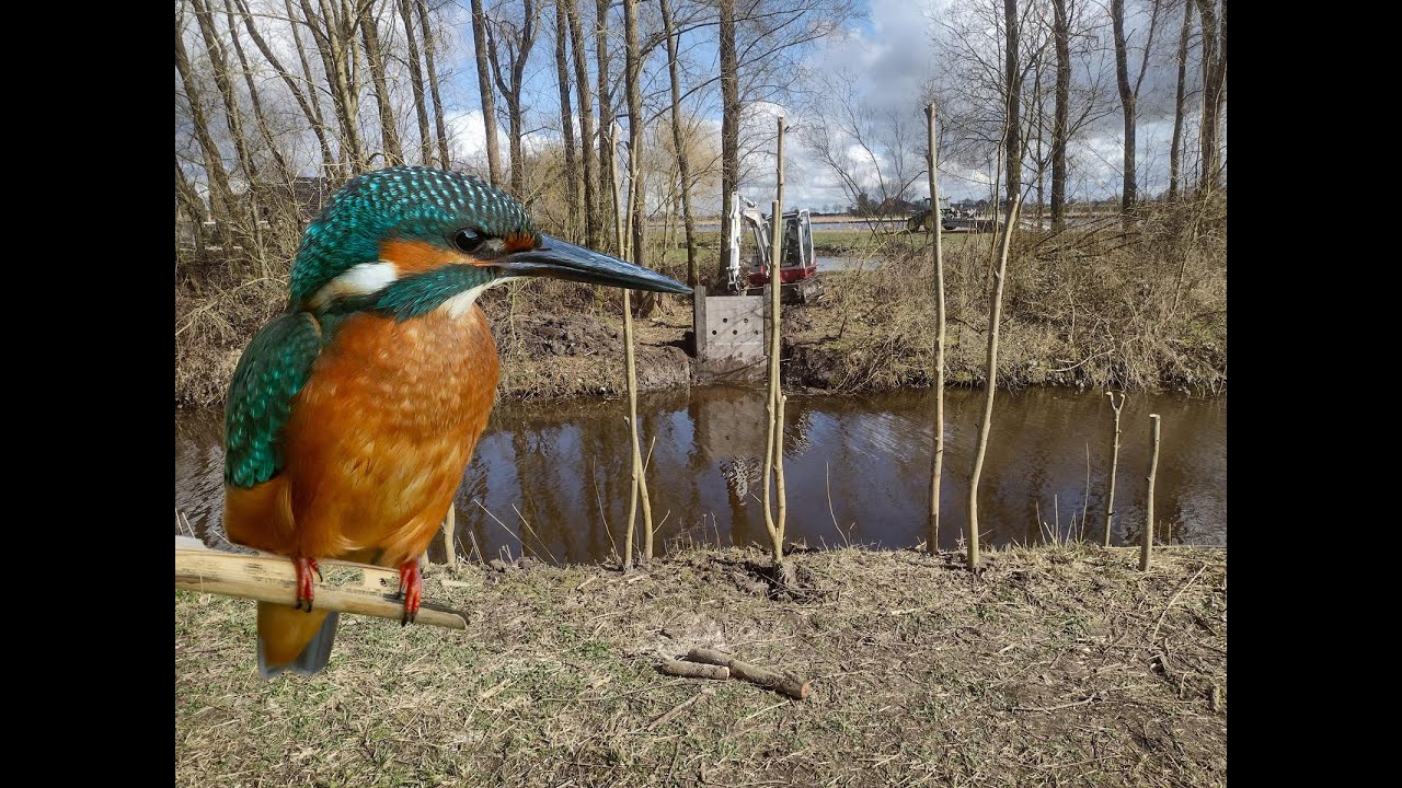 IJsvogelwand in Grou: een veilige broedplek voor de ijsvogel