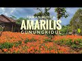Refreshing sejenak ke TAMAN BUNGA AMARILIS, Gunungkidul