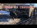 Стоит ли заниматься разведением свиней