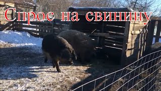 РАЗВЕДЕНИЕ СВИНЕЙ ЕСТЬ ЛИ СМЫСЛ