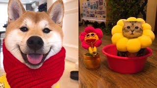 Funny Pet Videos Compilation P4