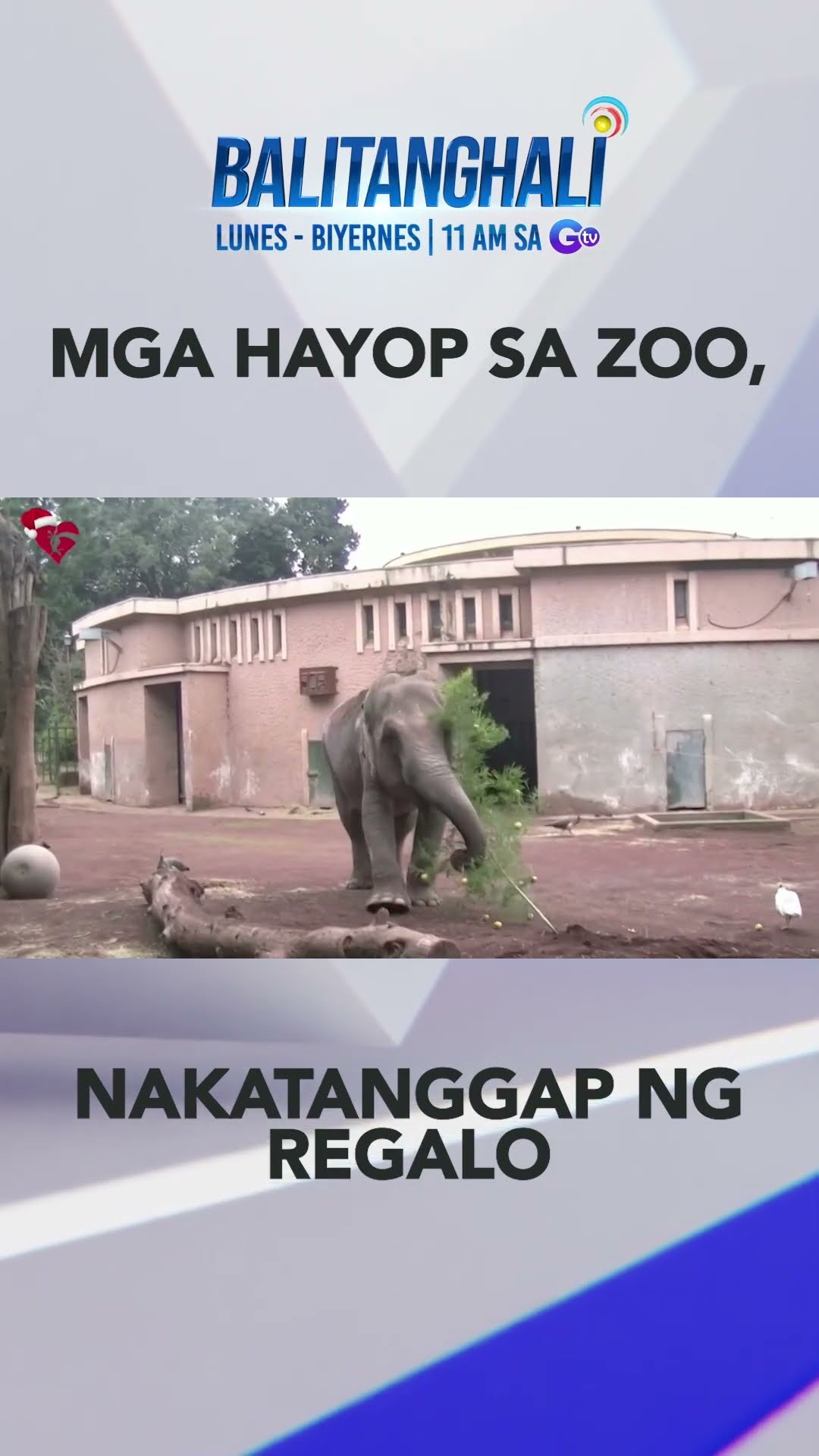 Mga hayop sa isang zoo, hinandugan din ng Christmas gift para mapanatiling... #shorts | Balitanghali
