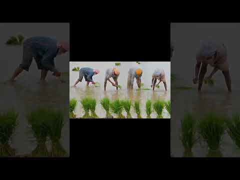 highlights new family fermentationworkout whatsappstatus nature farmingtrending