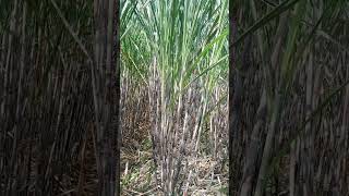 Pengaruh Pupuk Tepat Waktu Pada Tanaman Tebu#shorts #shortvideo #pupuk #farming