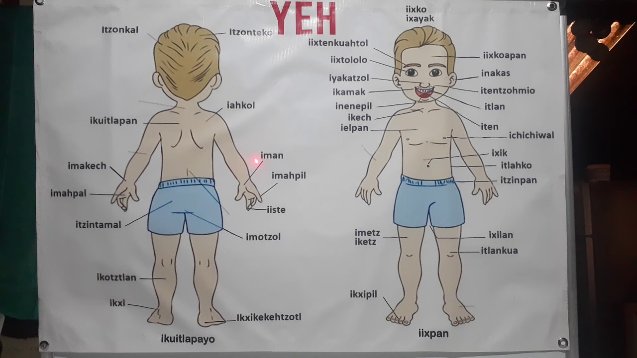 Las Partes del Cuerpo Humano (En Nahuatl) - YouTube
