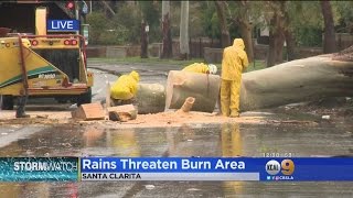 Eucalyptus Tree Falls Across Four Lanes Of Santa Clarita Road
