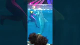 GA Aquarium - Dolphin Show