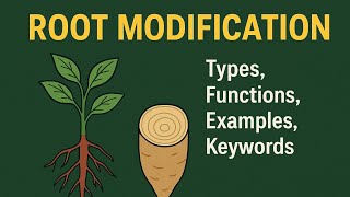 Root Modification Explained | Types and Functions of Modified Roots